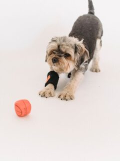 A small dog playing with an orange ball on a white background.