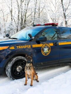 A dog is standing next to a police car in the snow.