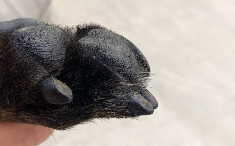 View of Cutting Black Dog Nails