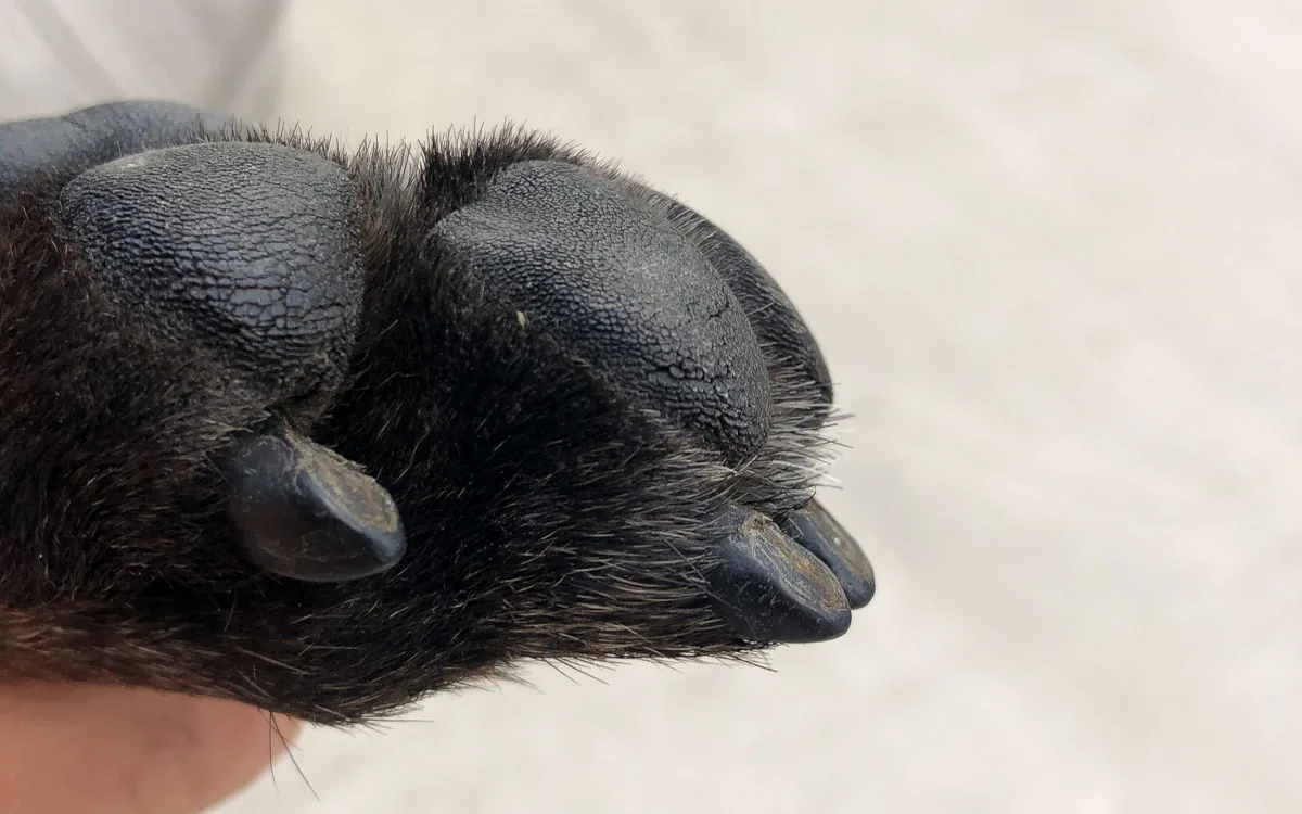 A black dog's paw being held by a person.