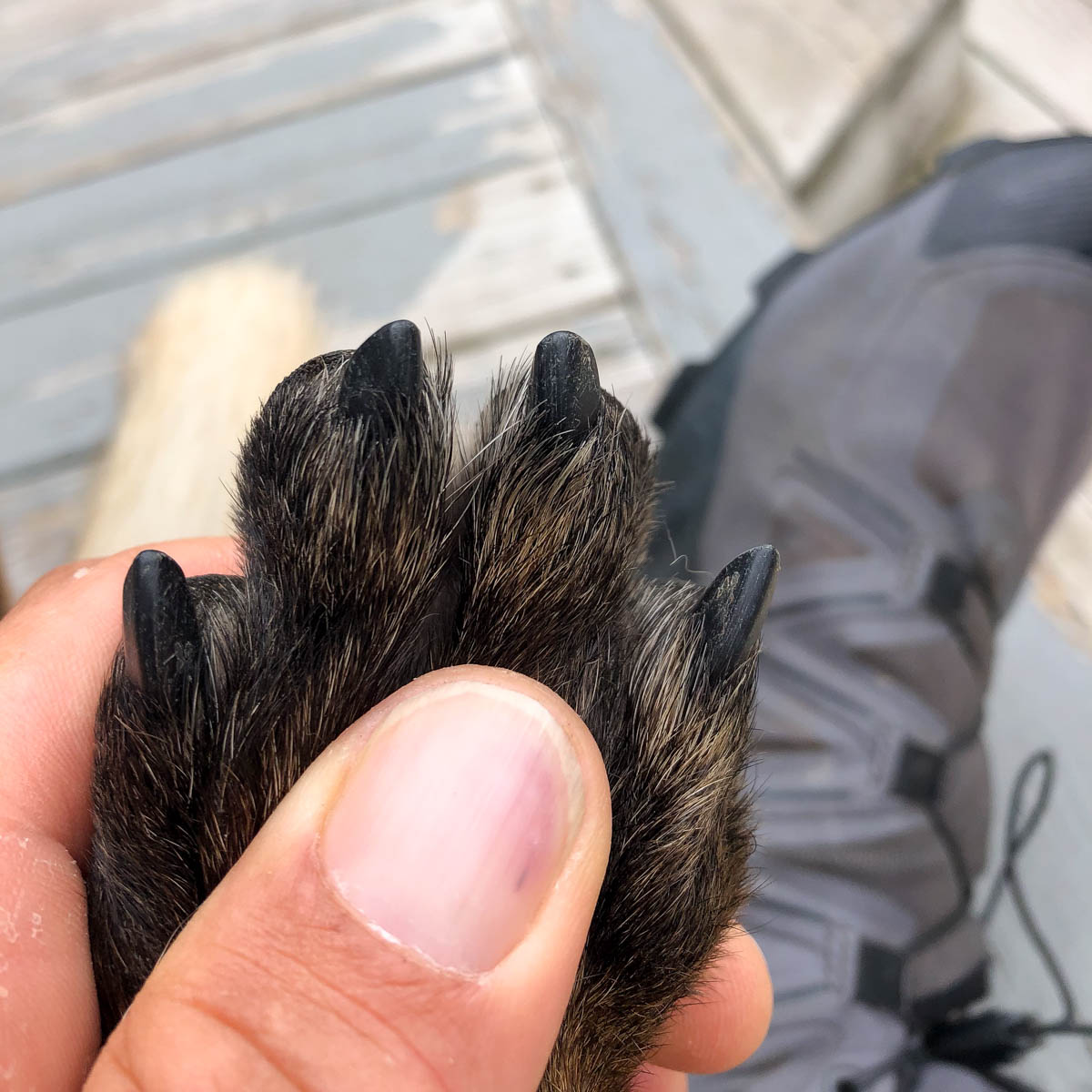 A person holding a dog's paw showing black dog nails.