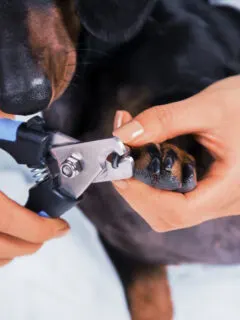A person cutting black dog nails with scissors type nail cutters.