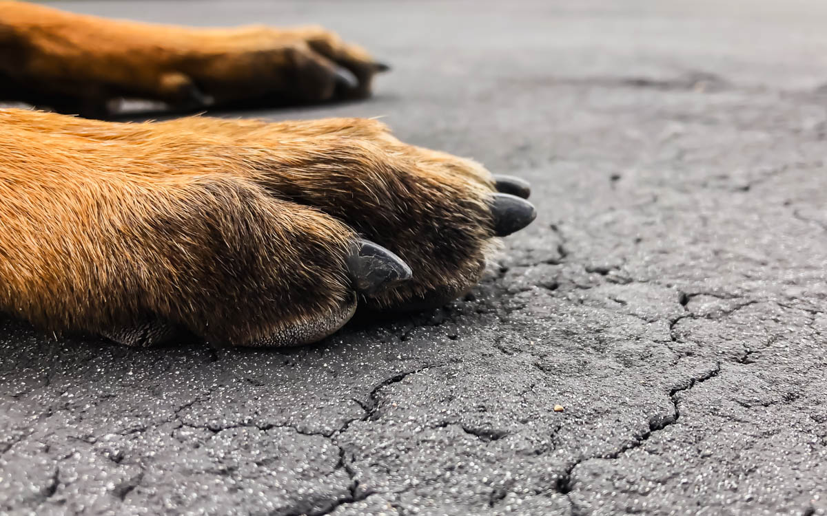 Trimmed black dog nails on pavement.