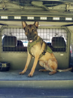 A police dog sitting in the back of a K9 vehicle.