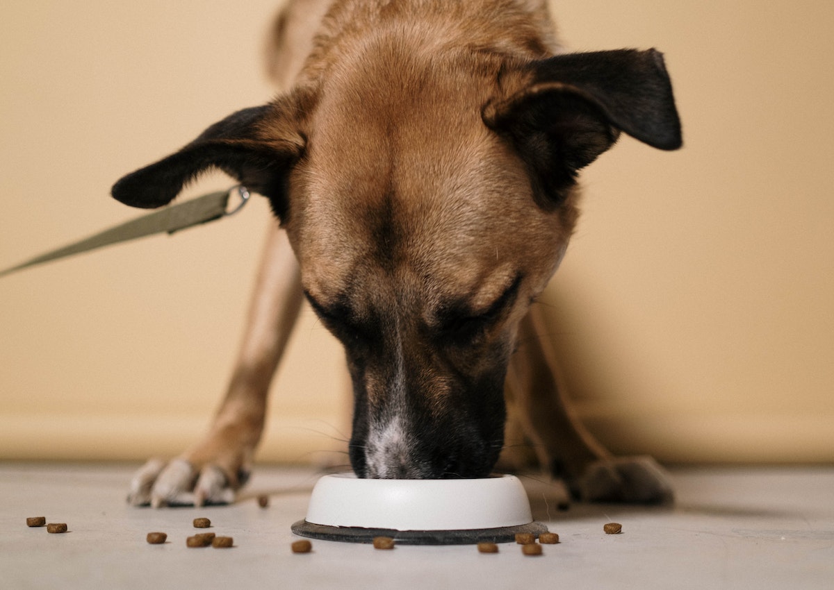 A dog is eating food from a bowl.