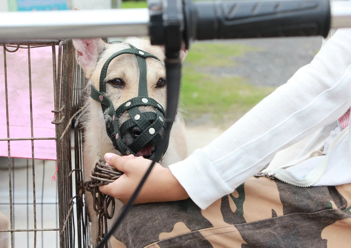 A person holding a dog wearing a muzzle next to a dog crate.