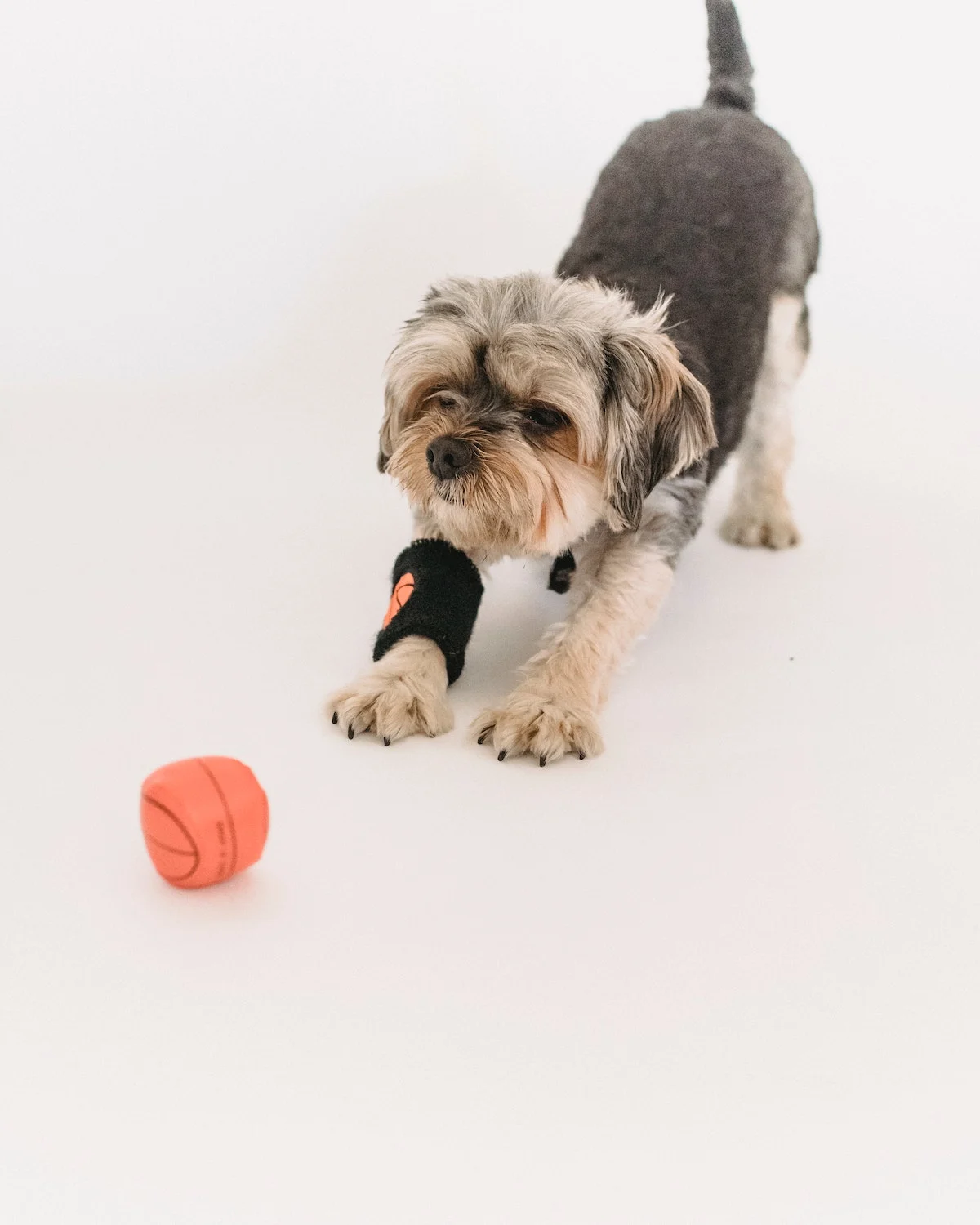 Dog Play Bow What Does It Mean Dog Play Bow What Does It Mean