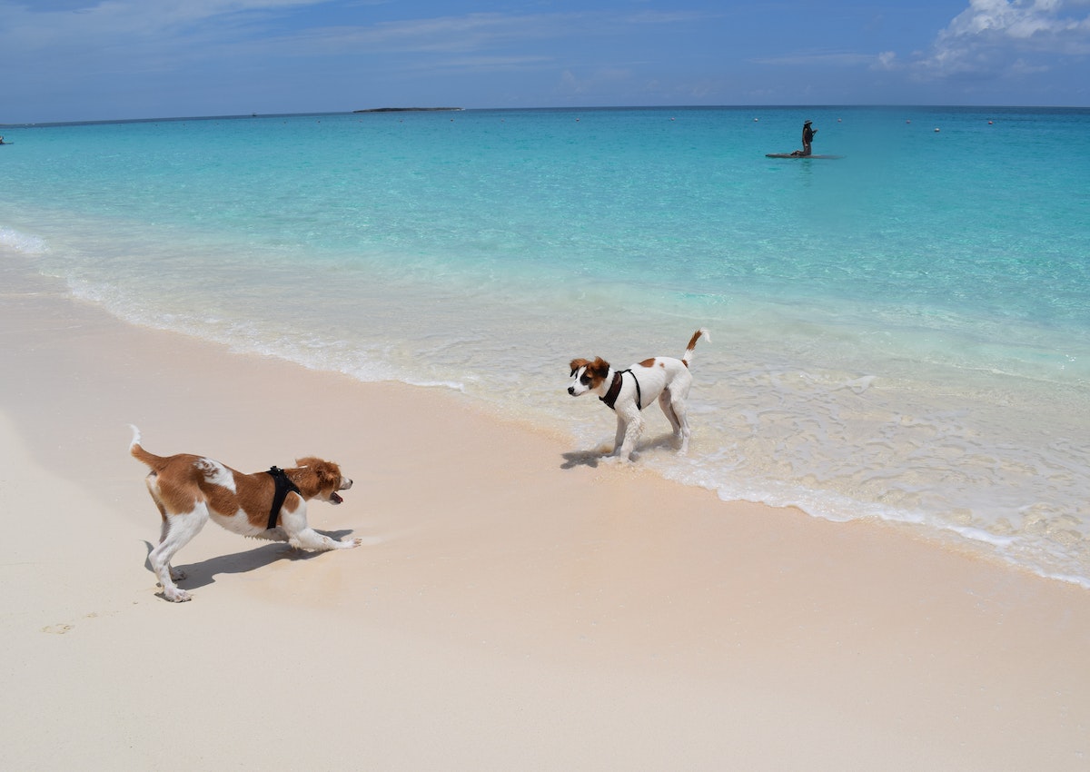 Two dogs playing on a beach.