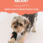 The dog play bow: what does it mean?
