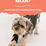 The dog play bow: what does it mean?