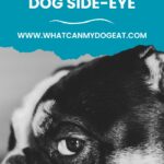 Decoding the mystery of the dog side eye.