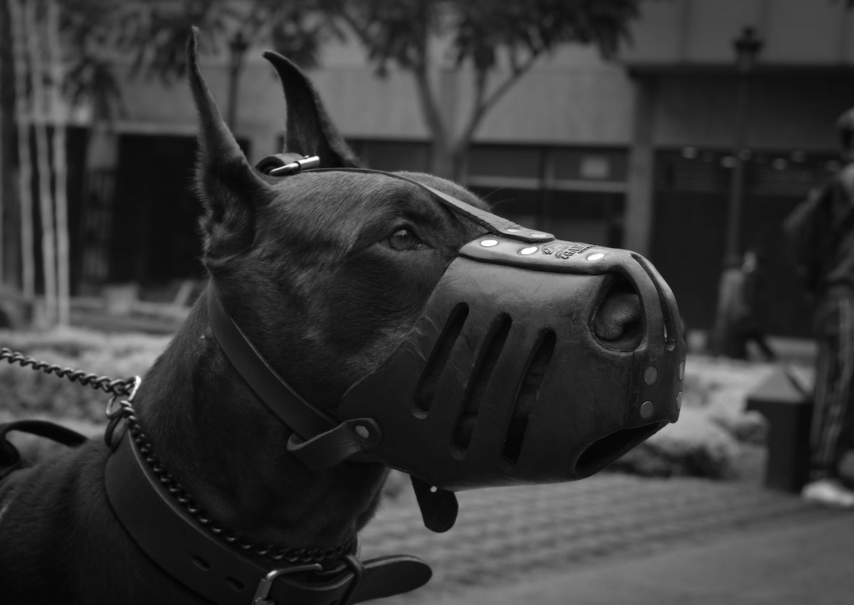 A black and white photo of a dog wearing a leather muzzle.