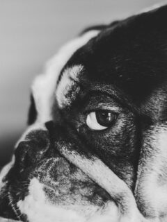 A black and white photo of a bulldog giving a side eye stare.