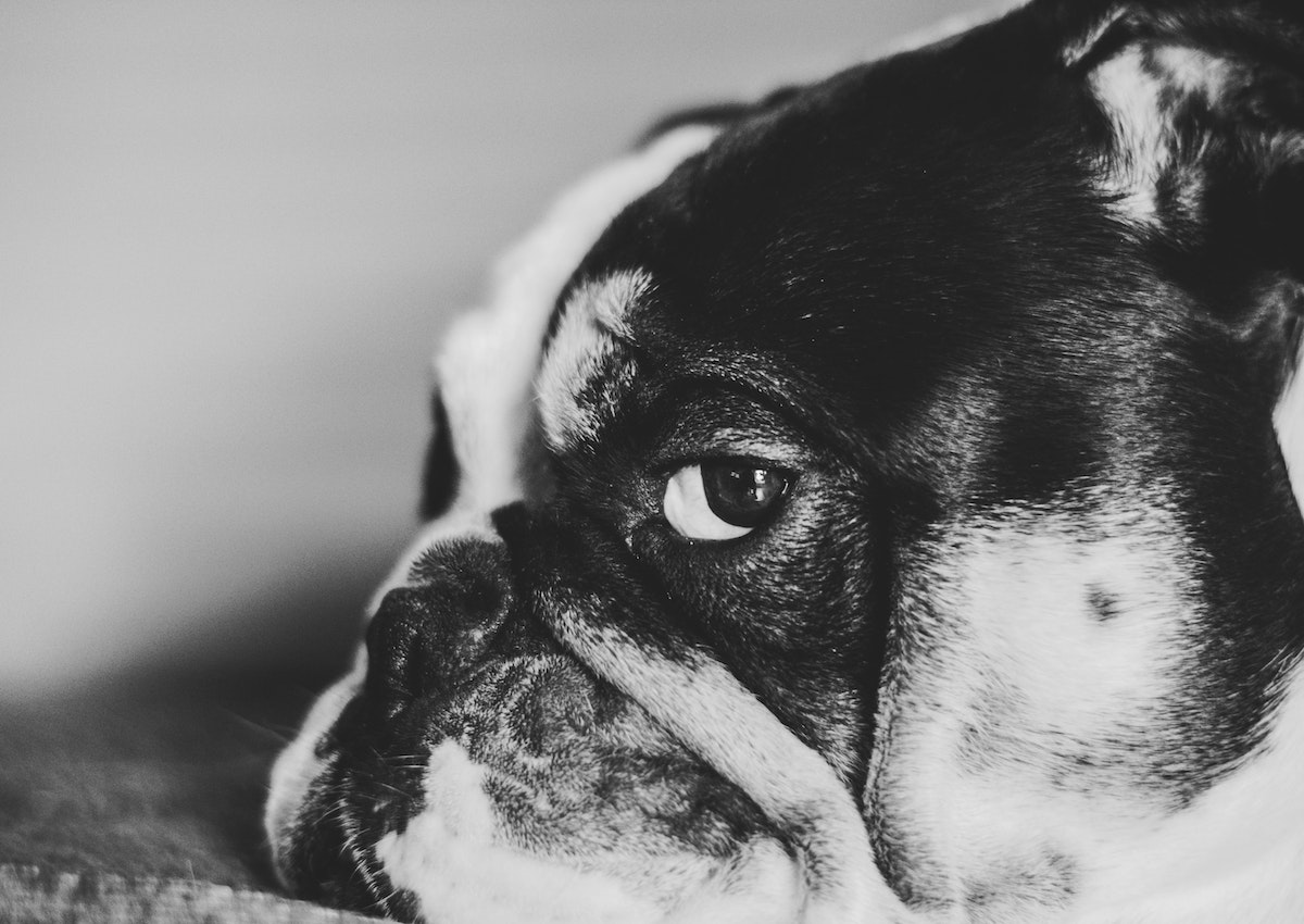 A black and white photo of a bulldog giving a side eye stare.