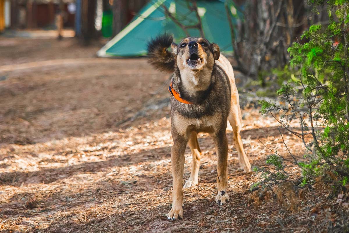 A dog barking in front of a tent in the woods.