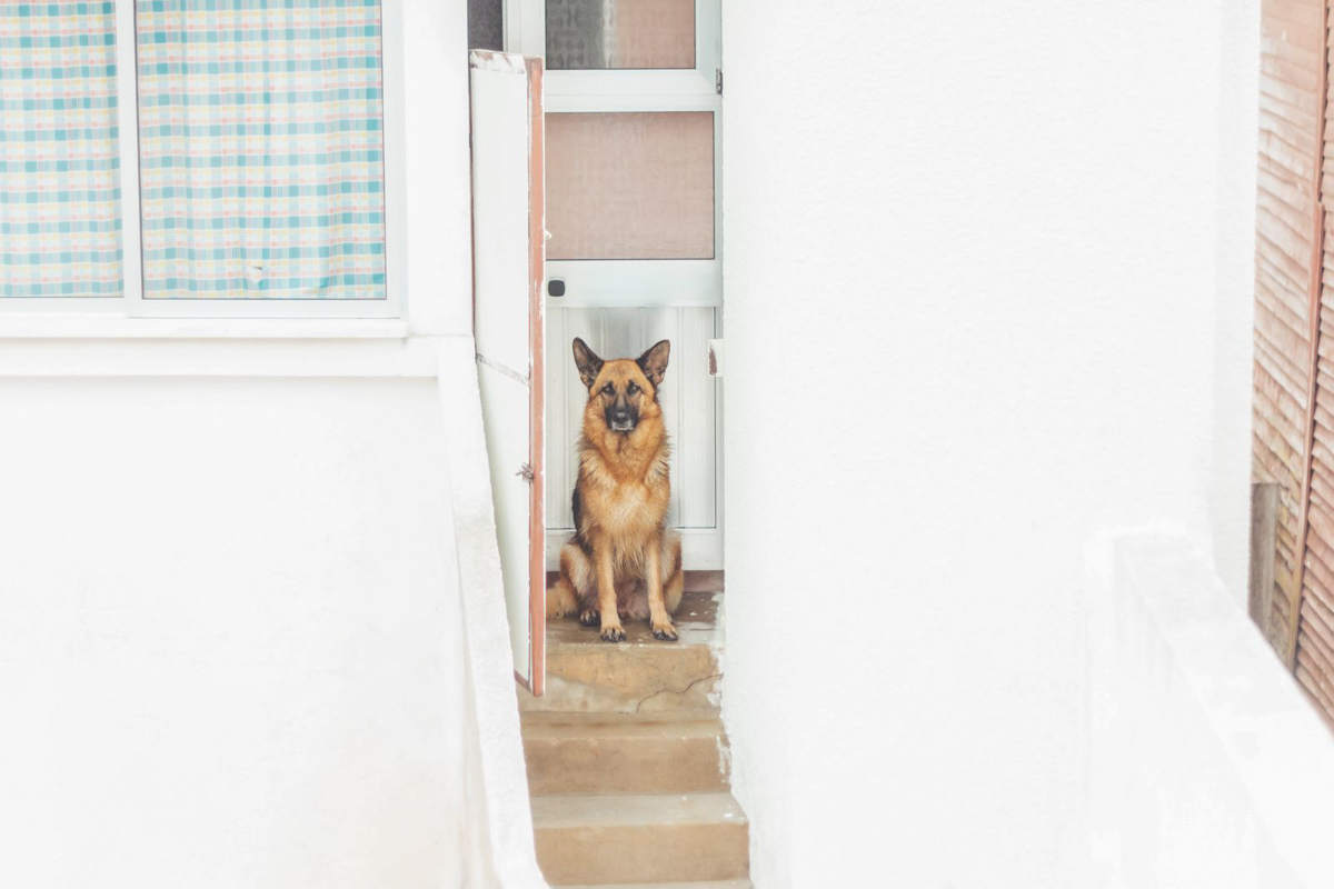 A german shepherd dog standing on the steps of a house.