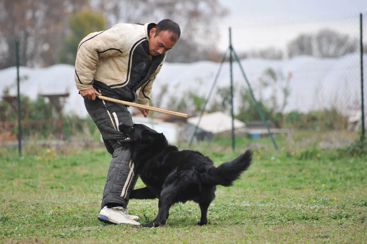 A man playing with a black dog in a field.