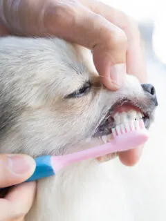 A person brushing a dog's teeth with a toothbrush.
