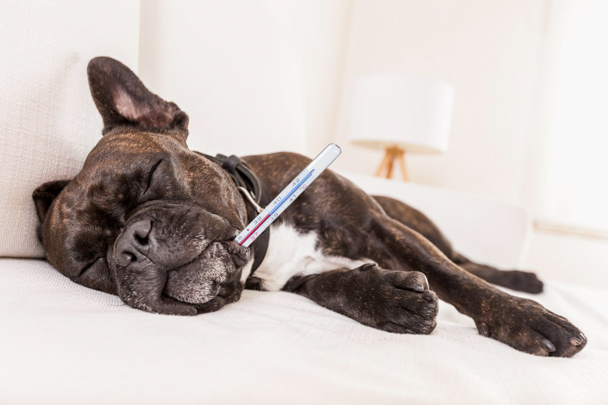 A french bulldog laying on a couch with a thermometer in its mouth.