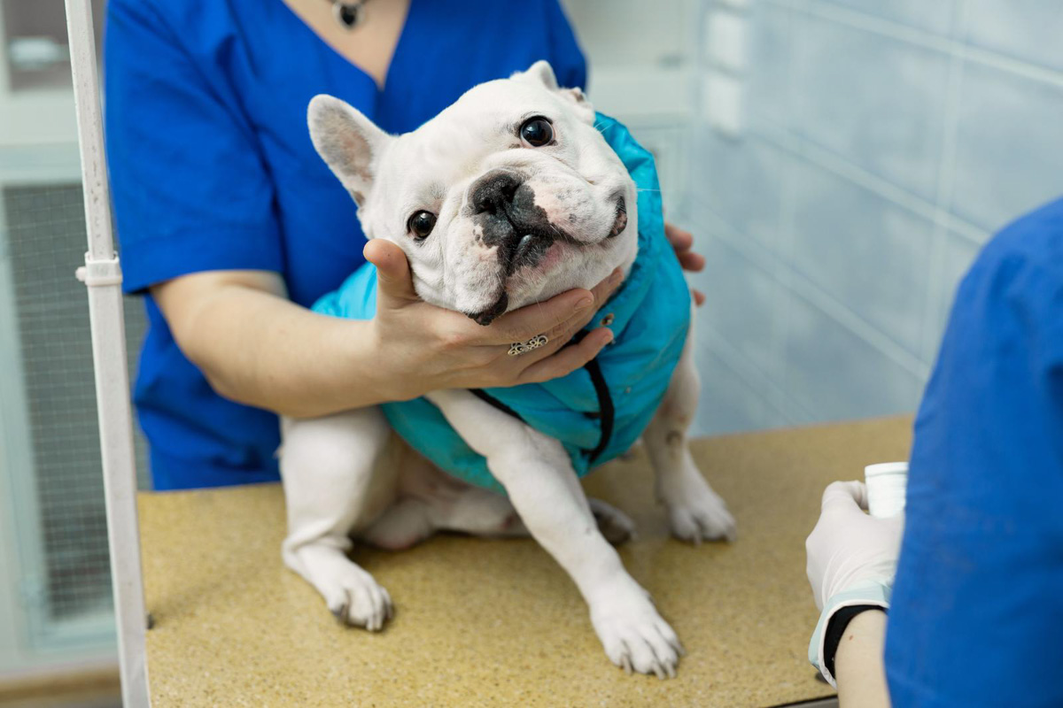 A french bulldog being examined by a vet.
