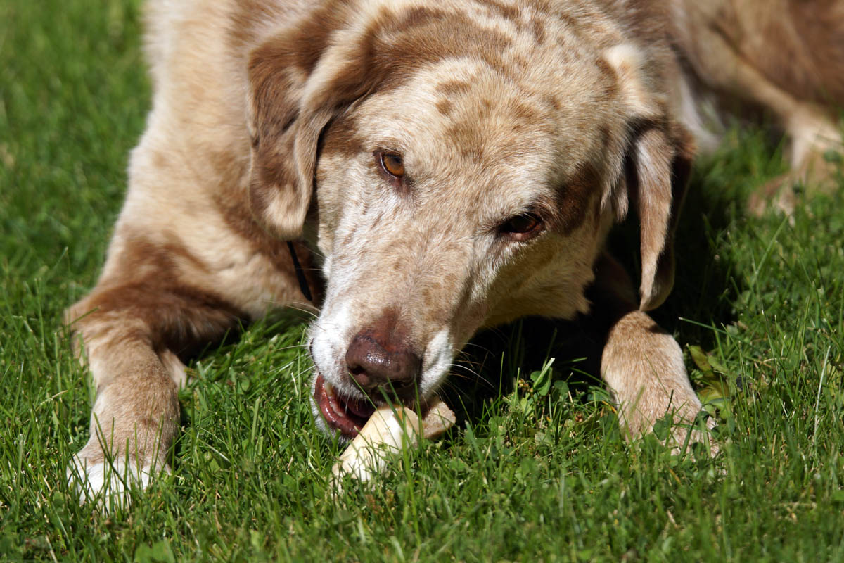 A dog chewing on a bone in the grass.