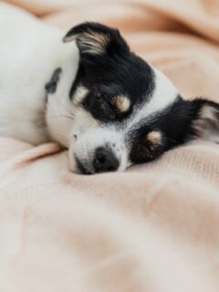A small black and white dog sleeping on a pink blanket.