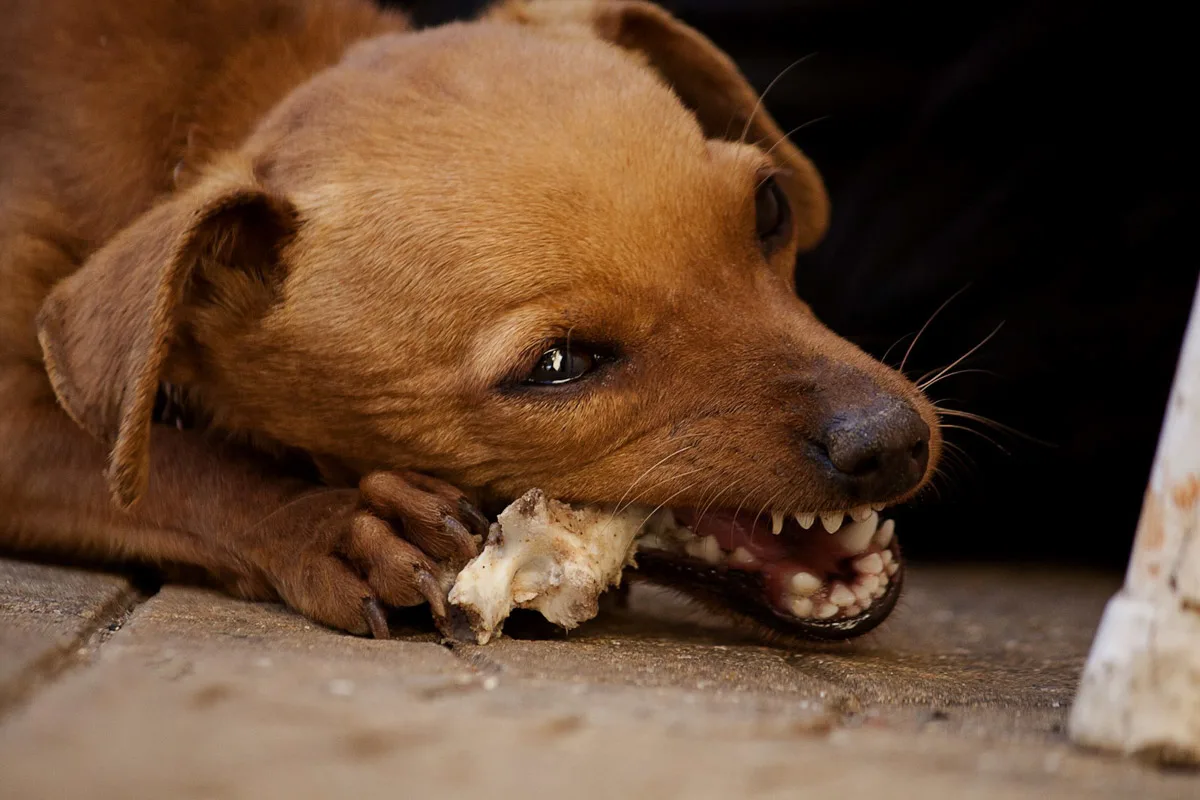 A dog chewing on a bone.