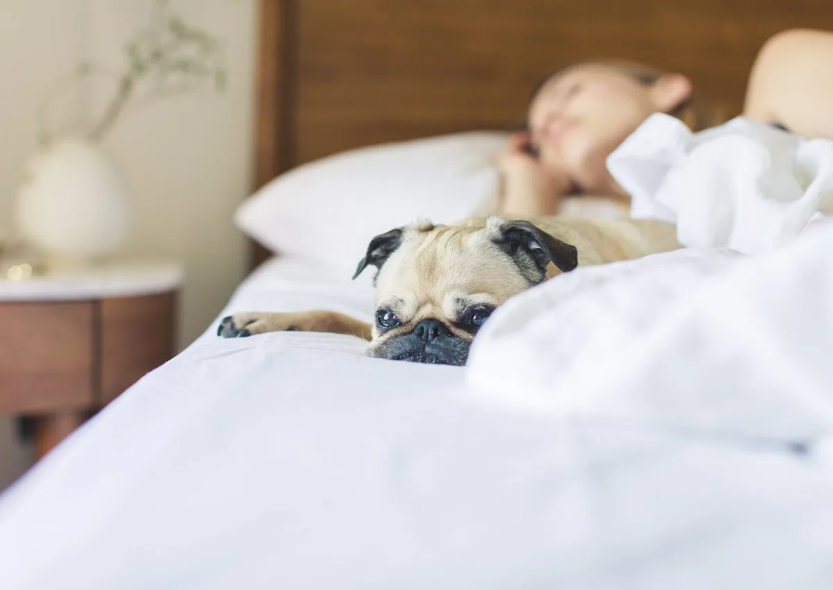 A woman laying in bed with a pug dog.