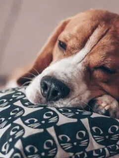 A beagle sleeping on a pillow with one eye open.