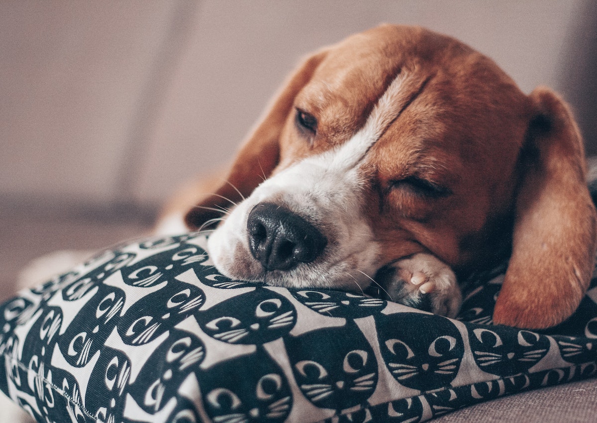 A beagle sleeping on a pillow with one eye open.