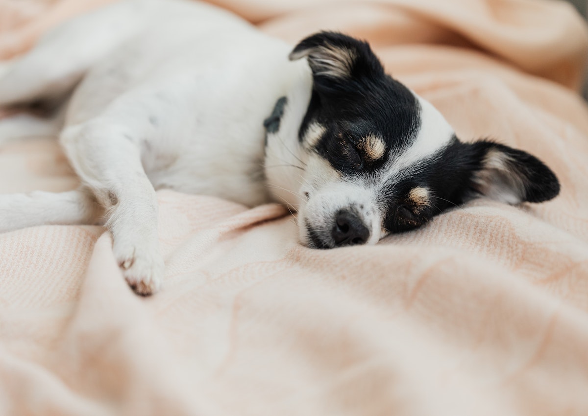 A small black and white dog sleeping on a pink blanket at the foot of the bed.