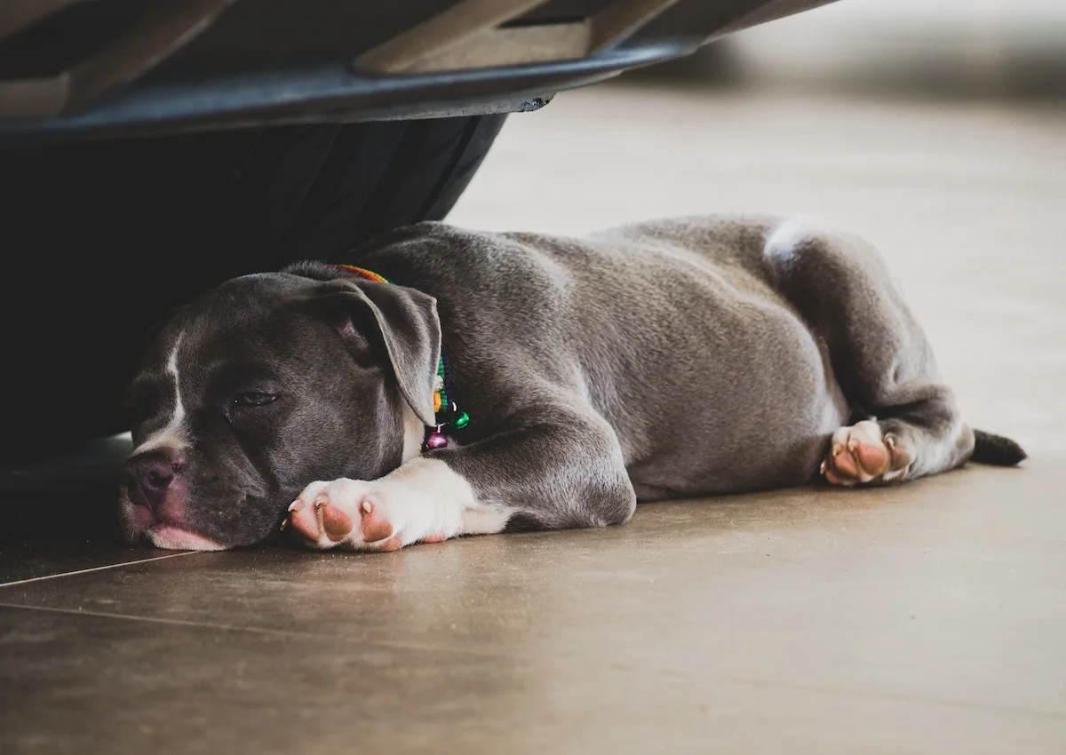 A dog laying under a car sleeping with eyes open.
