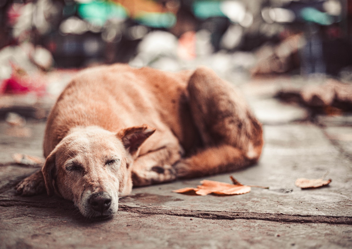 A brown dog laying on the ground sleeping.
