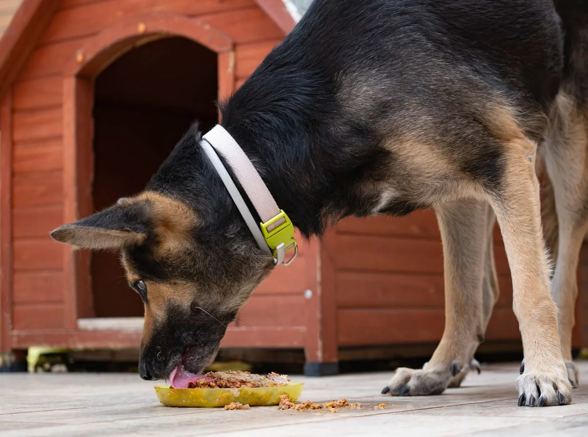 A black and tan dog eating plant-based meat on the floor.