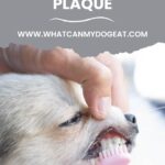 The top techniques for dog plaque removal.