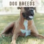 A boxer laying on the grass with the words 11 friendly dog breeds.