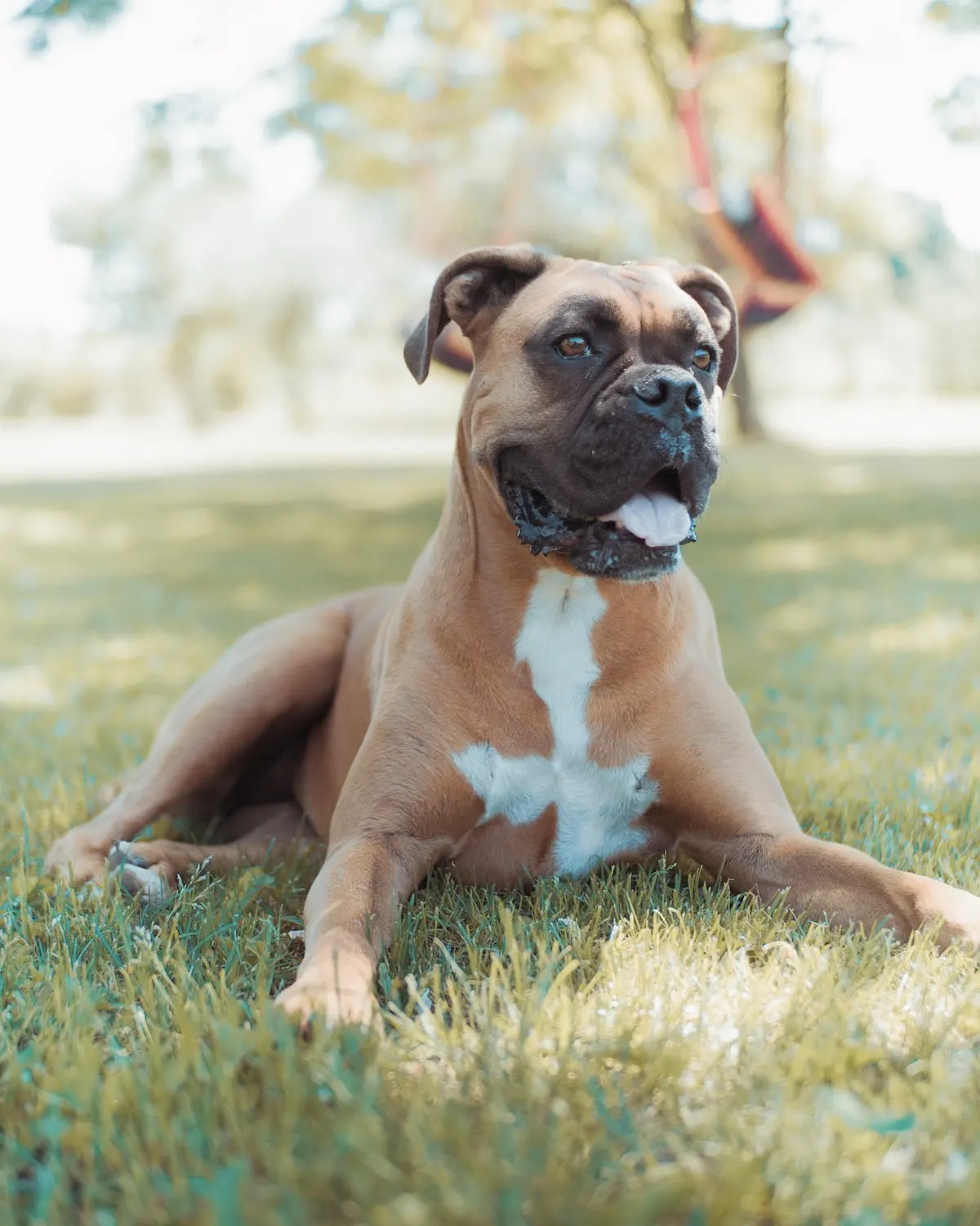 A boxer dog laying in the grass.