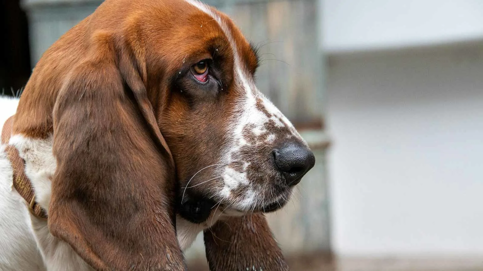 Close-up of a brown and white basset hound with droopy ears and soulful eyes, set against a blurred background.