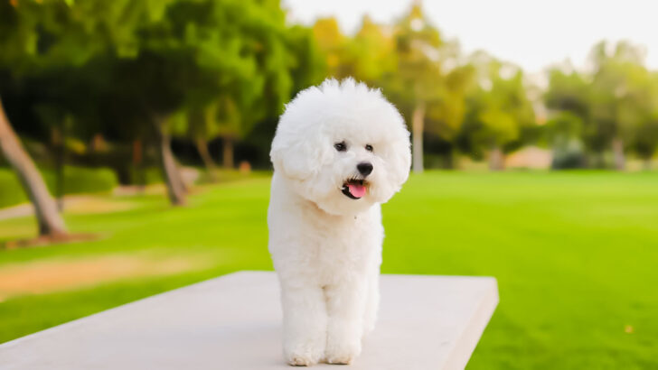 Image showcasing 8 Dog Breeds That Shed Less Than You’d Expect