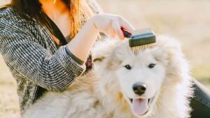 Curated visual reference: Picture Idea: 12 Dog Grooming Hacks Every Owner Should Know