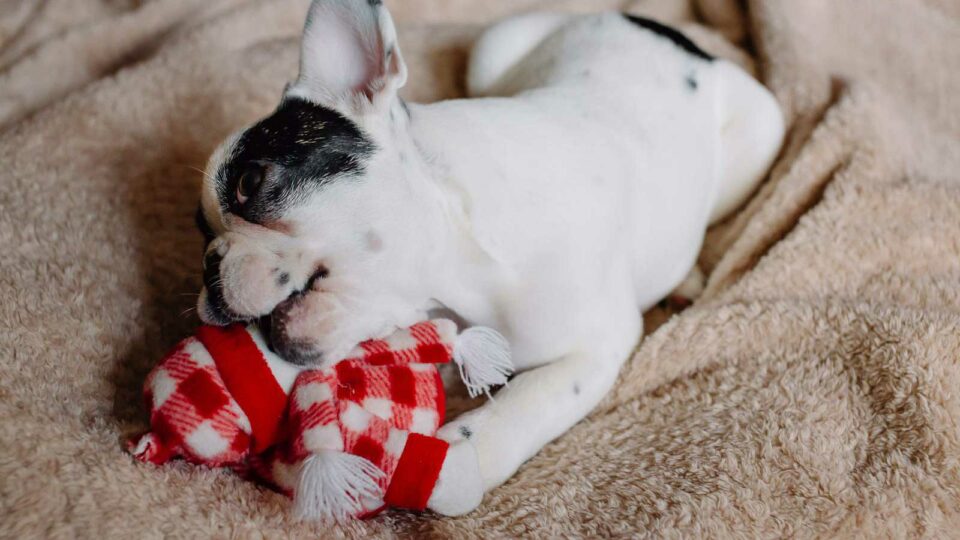 View of 12 Best Tips For Teaching A Puppy Not To Bite