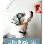 A dog looking up at a human hand holding a treat, with a text overlay saying "13 Hard to Train Dog Breeds That Are Stubborn to Train".