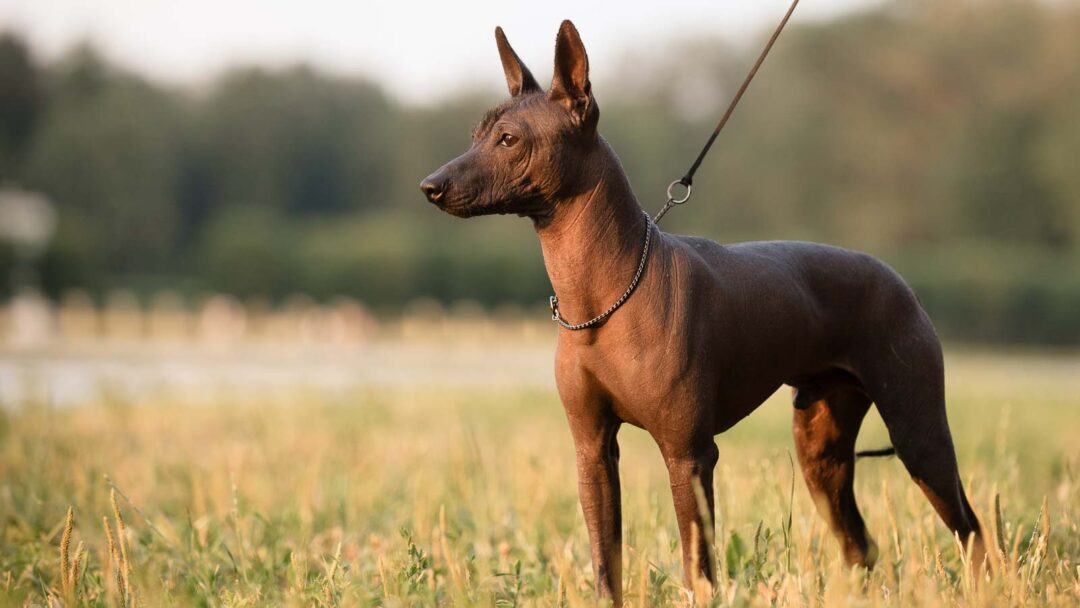 Homely Dogs Types 10 “Ugly” Dog Breeds That Deserve More Love Than They Get