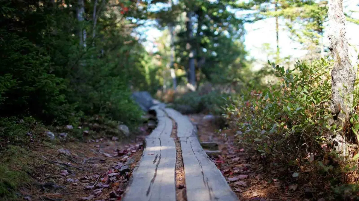 Trail in Acadia national park in Maine.