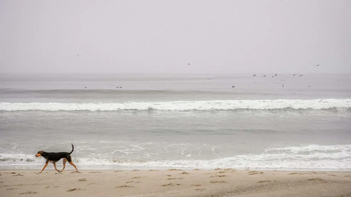 Dog walking on beach in California.