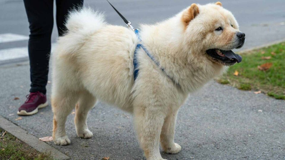 Visual Reference: These 15 Dog Breeds Are A Grooming Nightmare