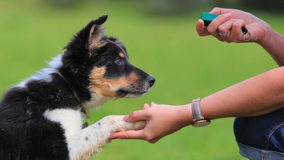 12 Best Tips For Teaching A Puppy Not To Bite