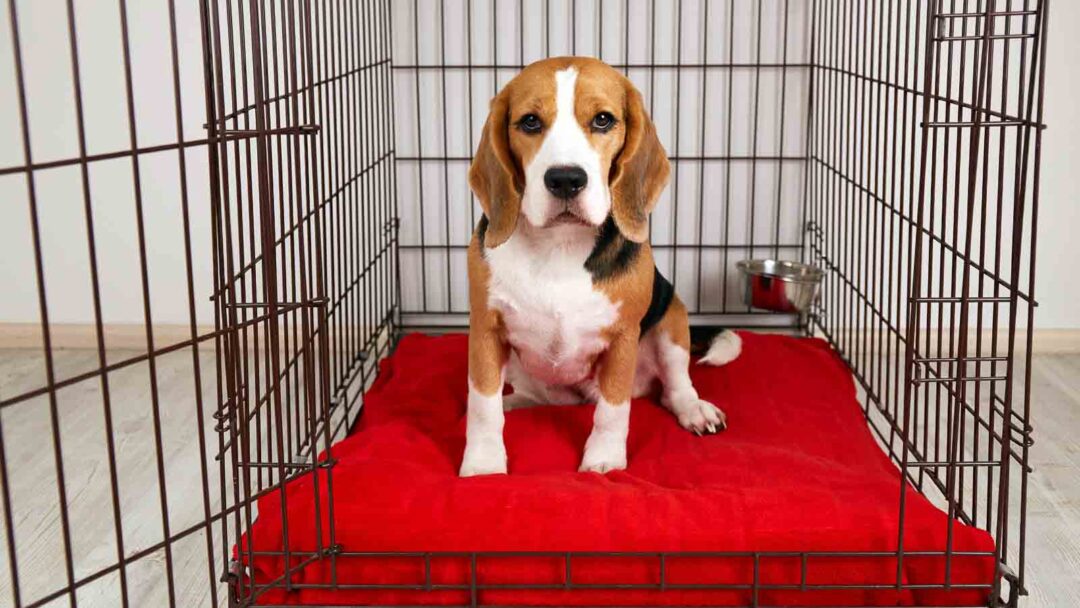 10 Tips For Managing Your Dog's Separation Anxiety