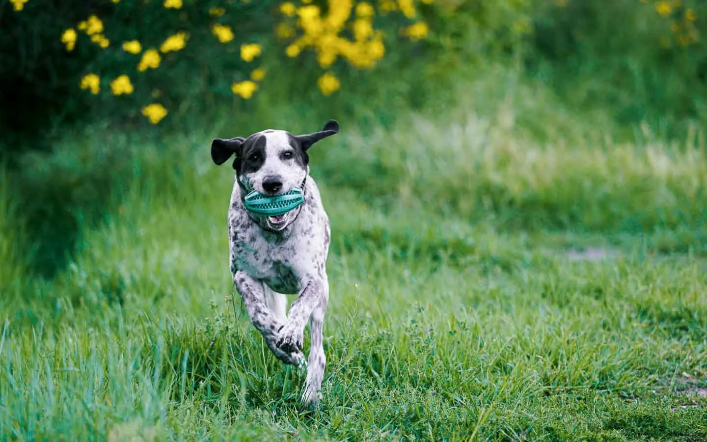 A black and white dog runs through a grassy area carrying a green toy in its mouth, with yellow flowers blurred in the background.