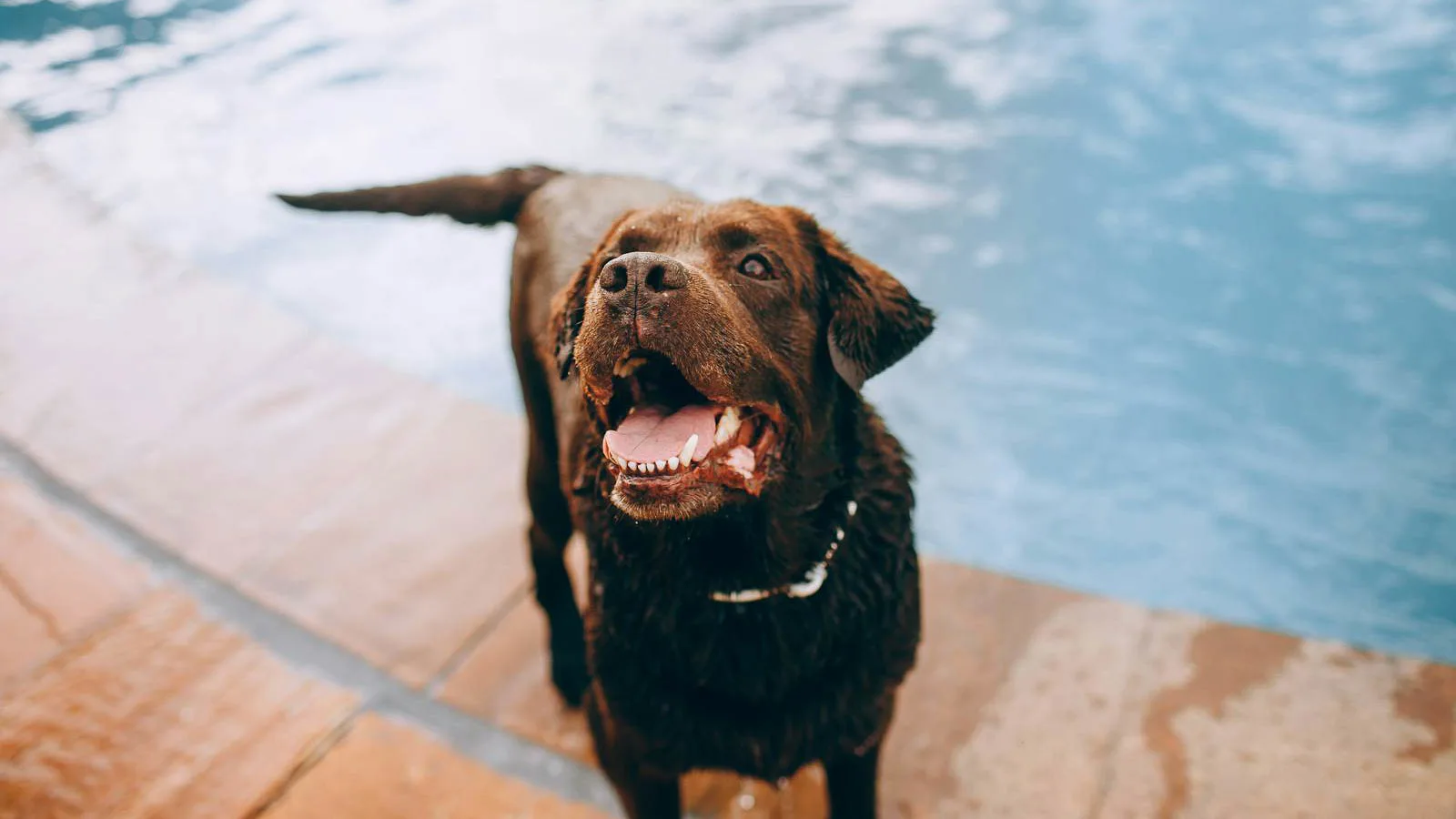 Happy dog wagging tail by a pool.